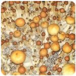 Псилоцибиновые (галлюциногенные) грибы в Зиме Psilocybin "Golden Teacher" Псилоцибиновые (галлюциногенные) грибы в Зиме Psilocybin "Golden Teacher"