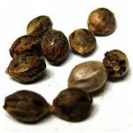 Семена марихуаны АК-47  (Seeds AK-47) в Зиме